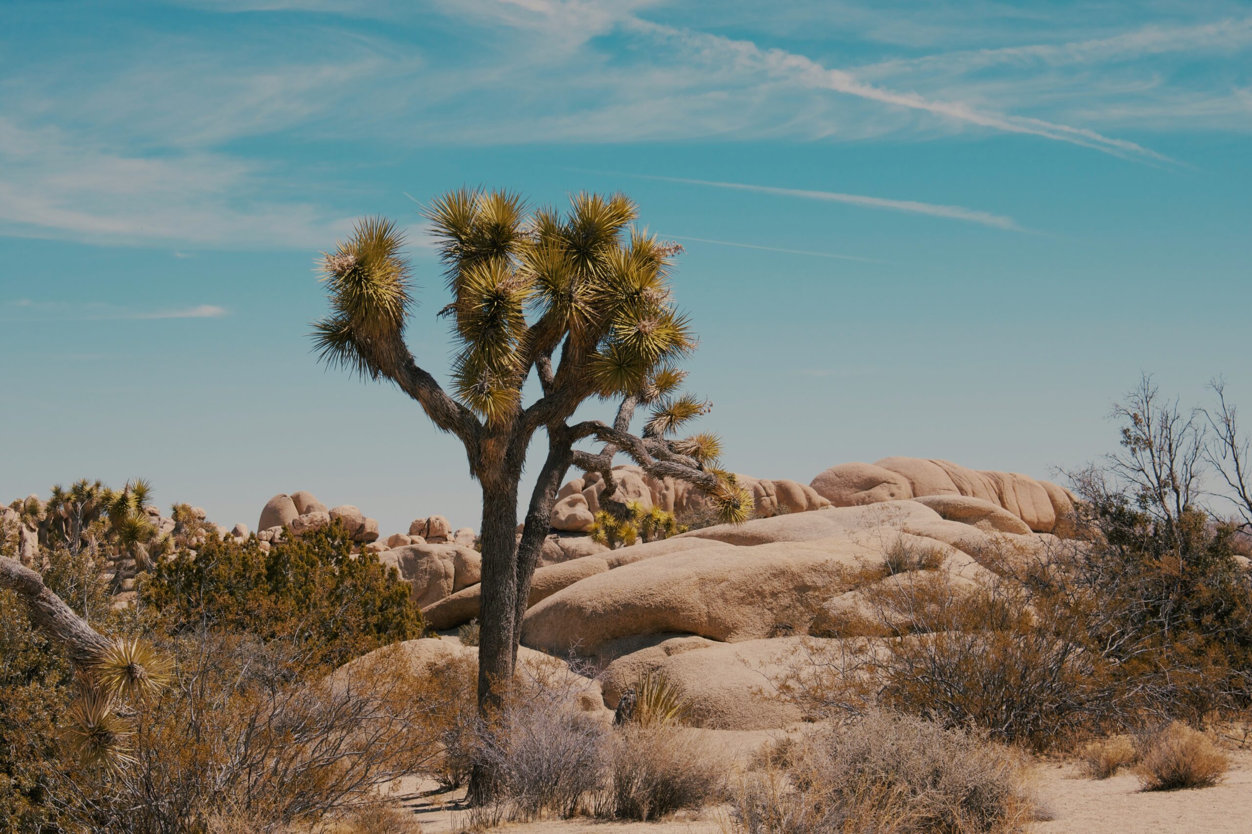 Joshua tree in the desert of California.