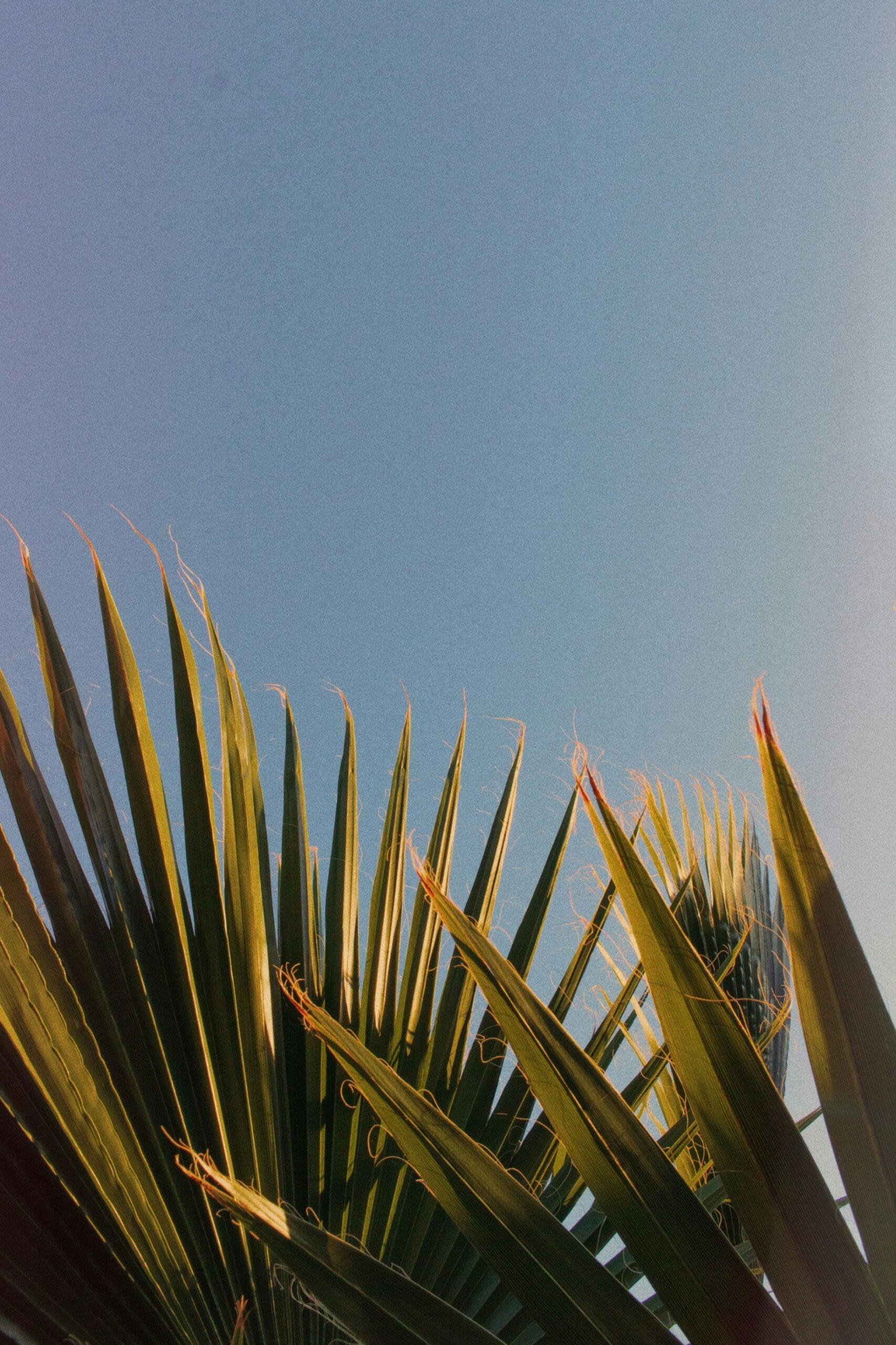 Palm fronds in the lower half of an image of a blue sky.
